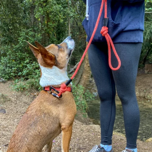 Collier chien Collier pour chien