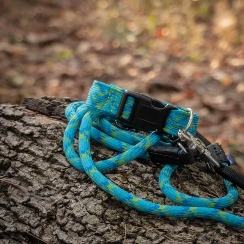 P1050310copie Laisse pour chien